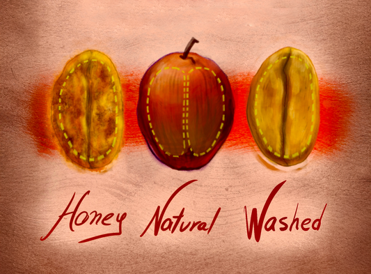 Understanding Coffee Processing (Natural, Washed, Honey)