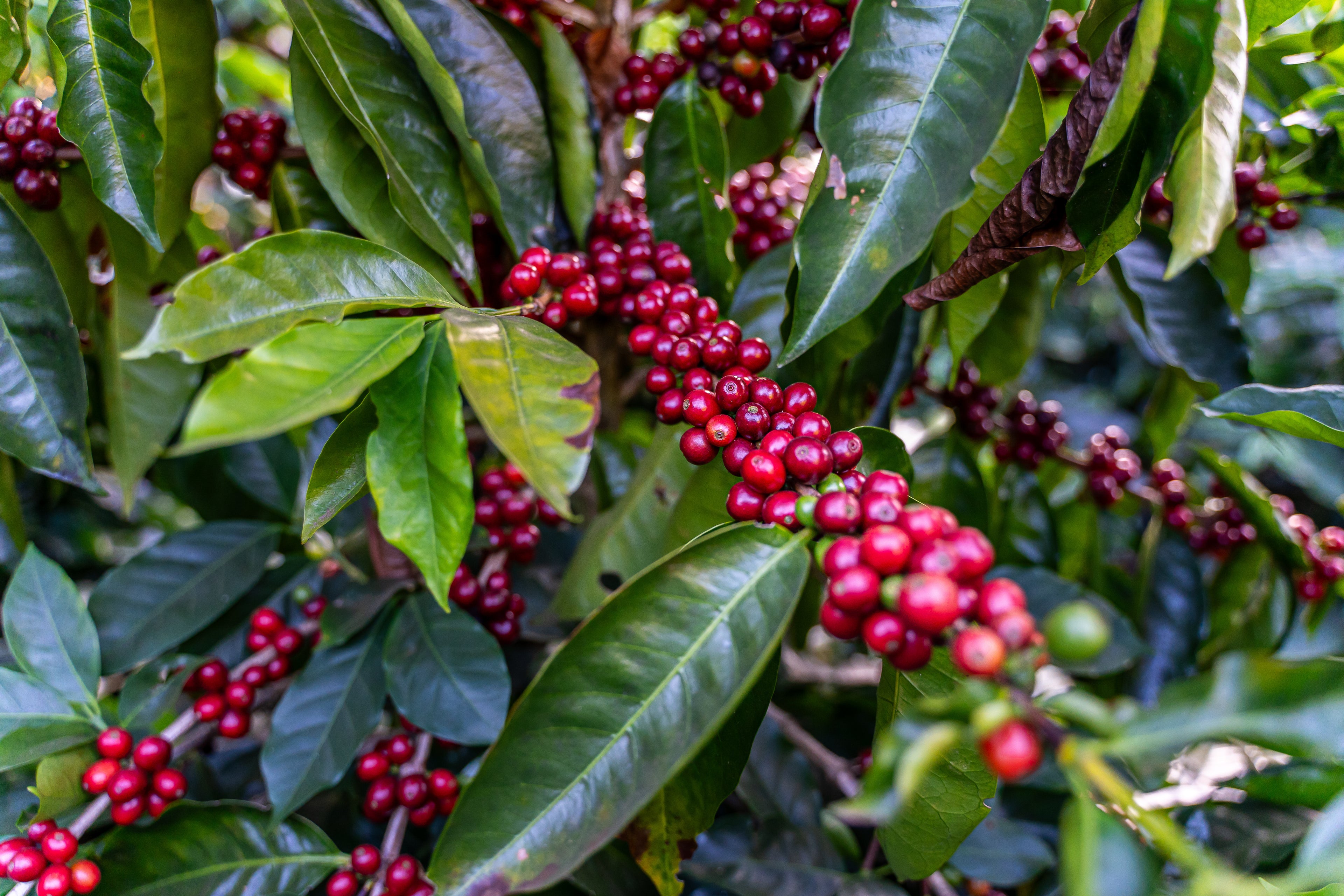 Photo of a coffee tree