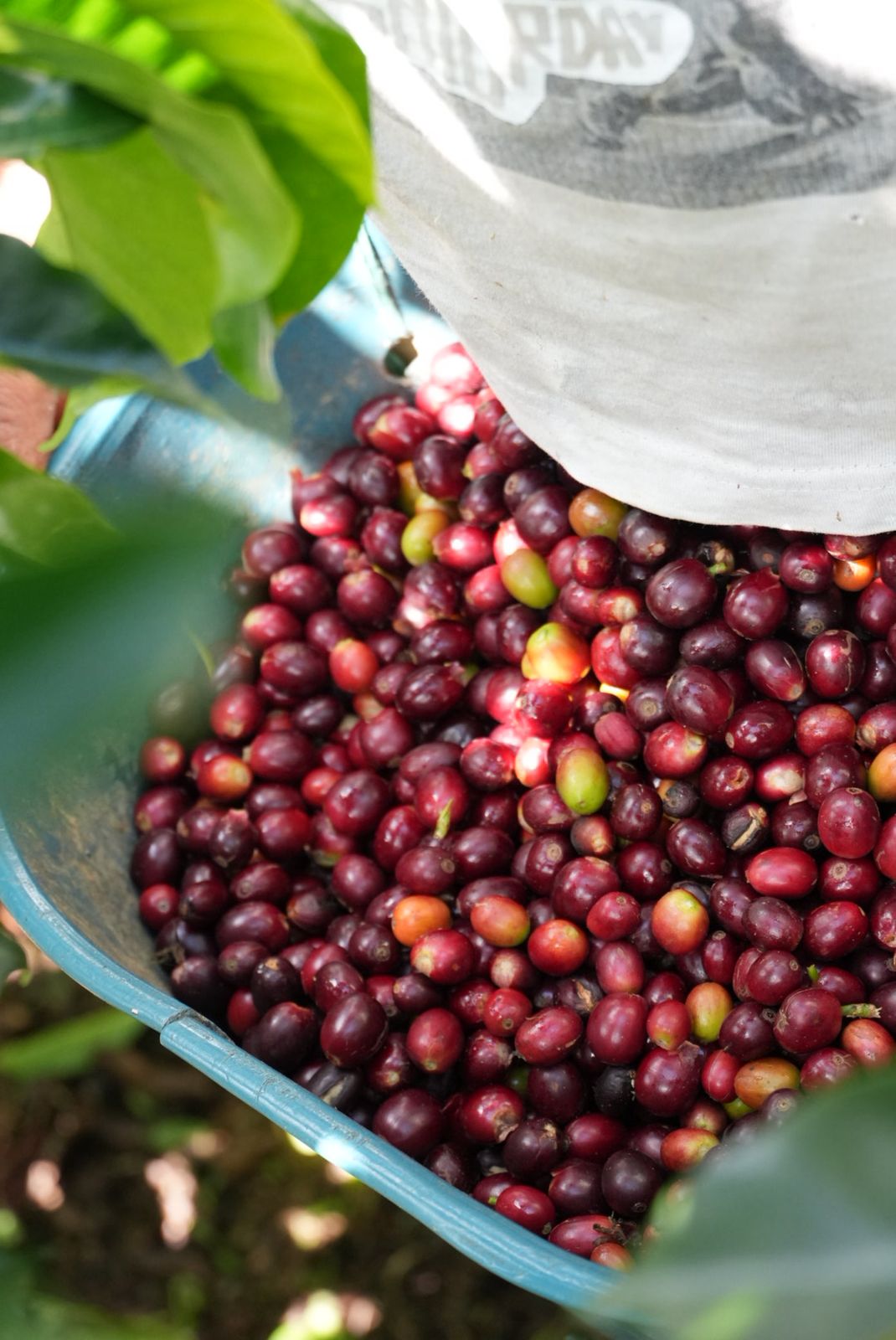 Harvesting of specialty coffee in Colombia